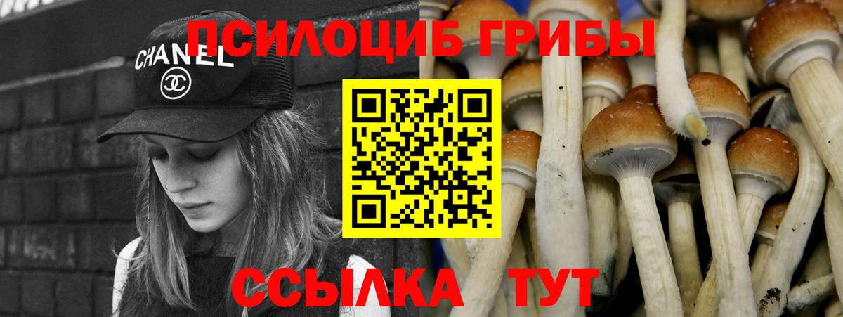 закладка  Вход с VPN  Брянск  Псилоцибиновые грибы Cubensis 